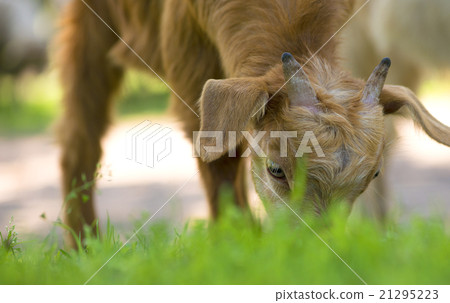 Young goat eating grass Young goat eating grass 21295223