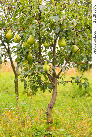 Small pear tree filled with fruit. Small pear tree filled with fruit. 21295570