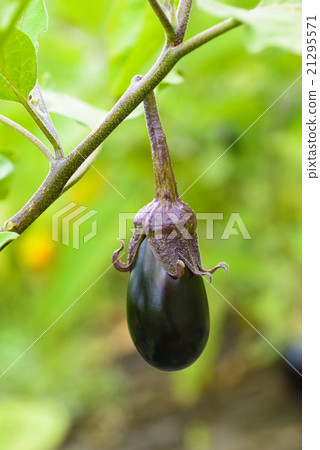 eggplant fruit growing in the garden eggplant fruit growing in the garden 21295571