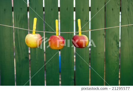 rope with clothespins and apples 21295577