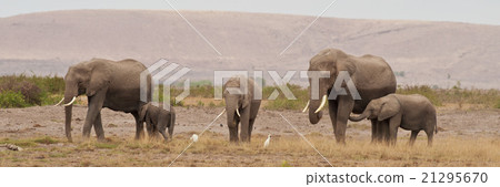 Group of Elephants 21295670
