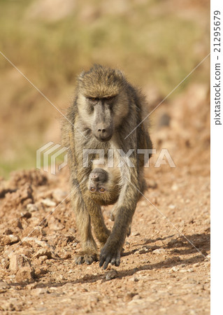 Olive Baboon carrying its Cub Olive Baboon carrying its Cub 21295679