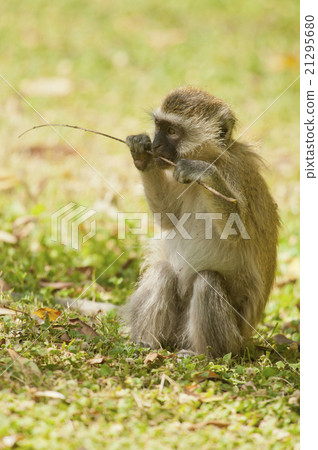 Cub of Vervet Monkey Cub of Vervet Monkey 21295680