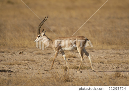Gazelle in the Savannah 21295724