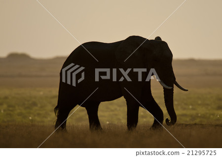 Elephant seen backlit 21295725