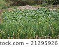 Negi and vegetables 21295926