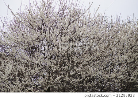 Day shooting, plum blossoms 21295928