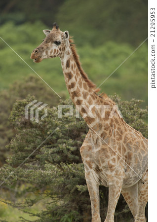 Close-up of a Giraffe 21295953