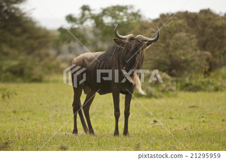Wildebeest in the Savannah 21295959
