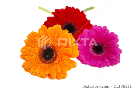gerbera flowers isolated 21296131