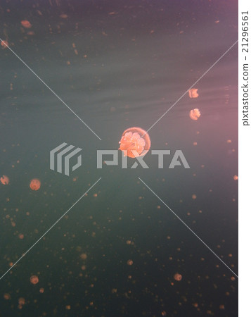 在帕勞觀光的水母湖照片合成了大量的章魚水母 在帕勞觀光的水母湖照片合成了大量的章魚水母 21296561