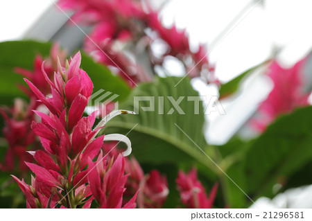 Megaskepasma erythro cramis flowers 21296581