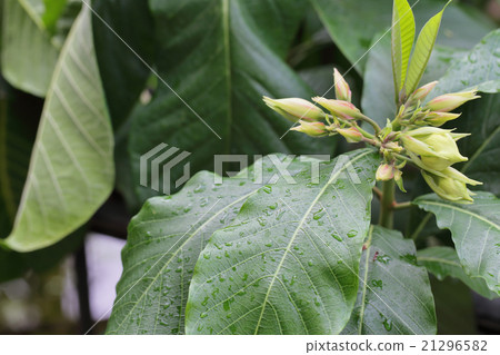 Beaumontir / Multultura花蕾和雨滴 21296582