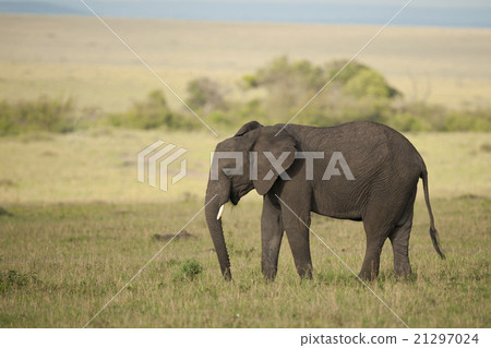 Elephant in the Savannah Elephant in the Savannah 21297024