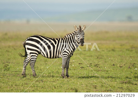 Zebra standing in the Savannah 21297029