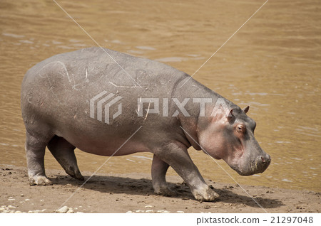 Hippopotamus 21297048