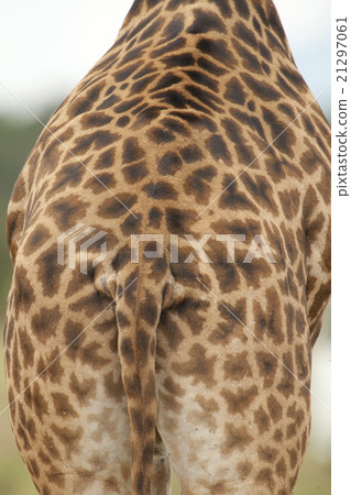 Giraffe texture Giraffe texture 21297061