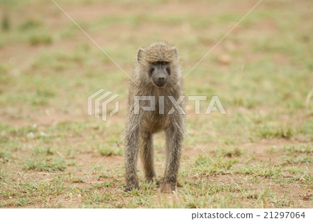 Young Olive Baboon Young Olive Baboon 21297064