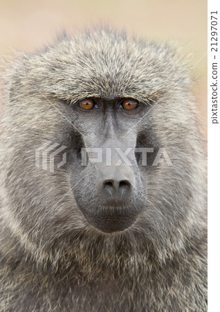 Portrait of an Olive Baboon Portrait of an Olive Baboon 21297071