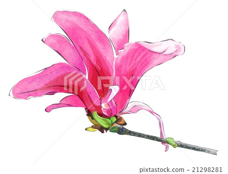 Magnolia Magnolia 21298281