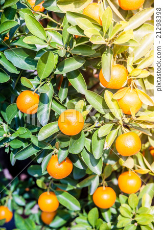 Tangeries in pots Tangeries in pots 21298398