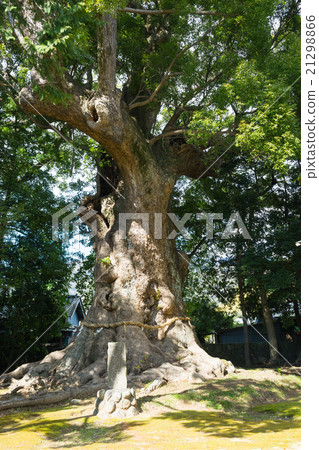 Kawazu Komiya Shrine的Ogusu 21298866