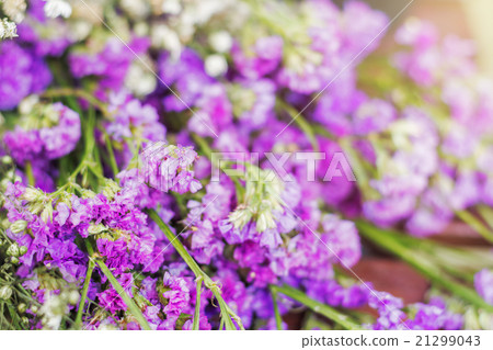 Purple statice flowers with soft light Purple statice flowers with soft light 21299043