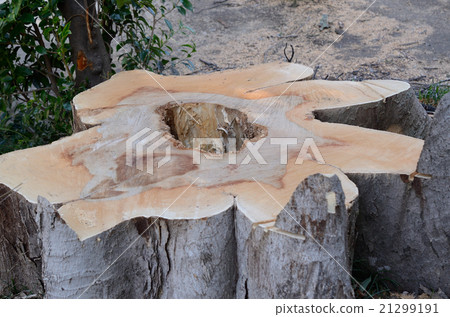 櫸樹的一棵大樹，內部腐蝕，成為一棵危險的樹，被迫砍伐 21299191