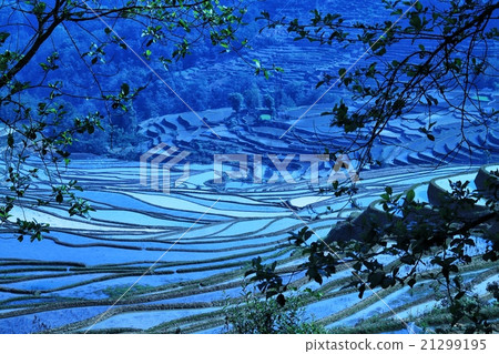 Motoyo Rice Terrace 21299195