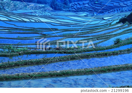 Motoyo Rice Terrace 21299196
