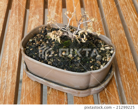 Dry Bonsai Tree in Flower Pot on Brown Table 21299225