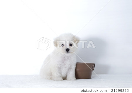 Toy poodle of a sitting puppy 21299253