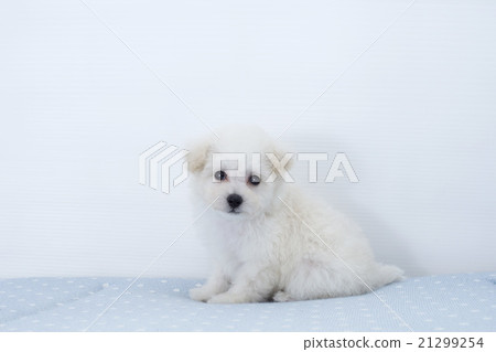 Toy poodle puppy watching camera 21299254
