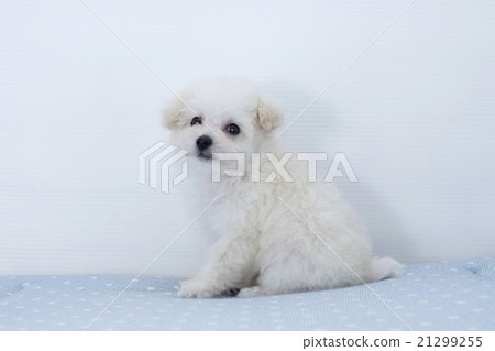 Toy poodle puppy turning to camera 21299255