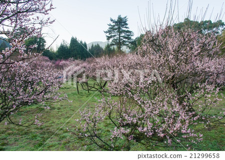 Fujikawa Tenjin Wolong Plum 21299658