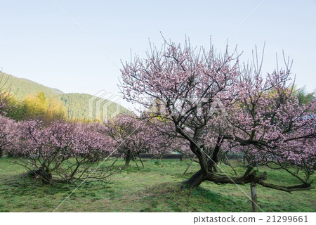 Fujikawa Tenjin Wolong Plum 21299661