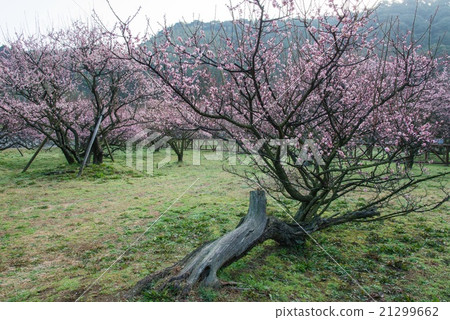 Fujikawa Tenjin Wolong Plum 21299662