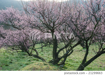 Fujikawa Tenjin Wolong Plum 21299663