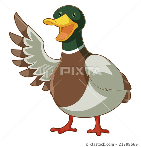 Cartoon smiling duck 21299669