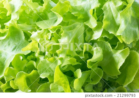 Close Up of Green Oak Leaves Lettuce Background Close Up of Green Oak Leaves Lettuce Background 21299793