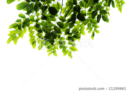 green leafs isolated on white background green leafs isolated on white background 21299965