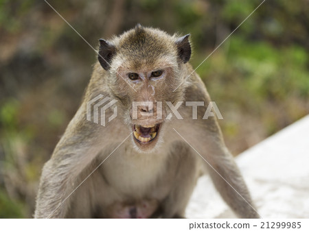 An angry monkey An angry monkey 21299985