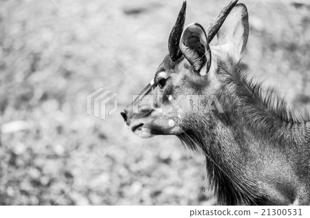 Portrait of chamois 21300531