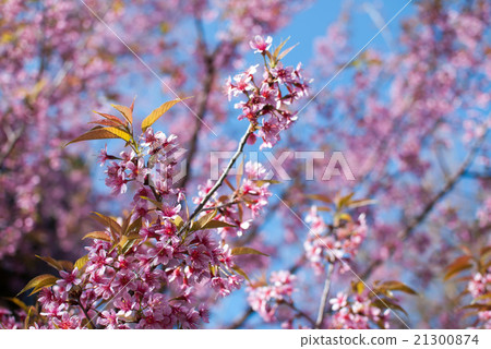 Sakura blossom blooming Sakura blossom blooming 21300874