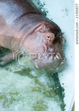 cute hippos resting cute hippos resting 21300877