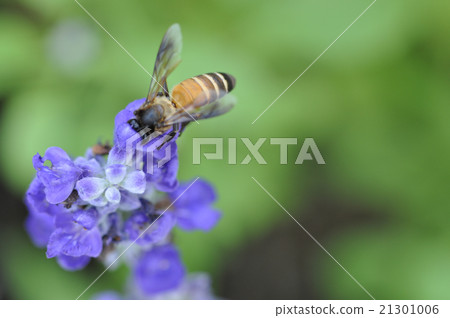 Honey bee on flower 21301006