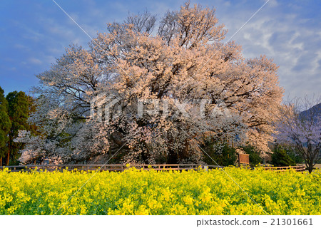 一排櫻桃樹 21301661