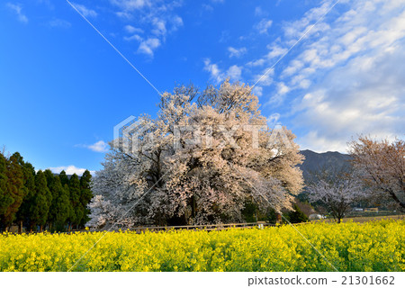 一排櫻桃樹 21301662