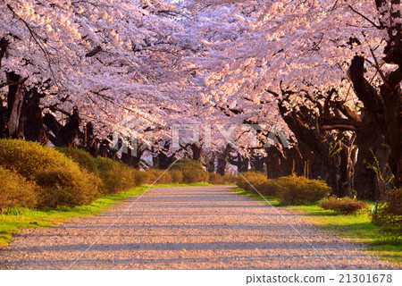 北上展Katsuchi 北上展Katsuchi 21301678