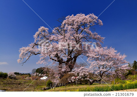 Cherry blossoms in Fukushima Cherry blossoms in Fukushima 21301679